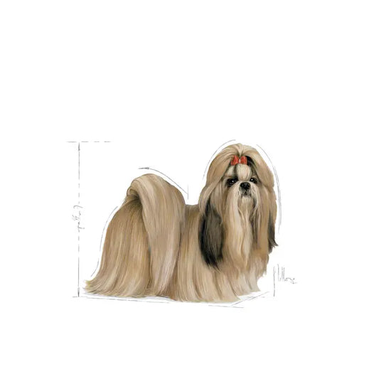 ROYAL SHIH TZU ADULT