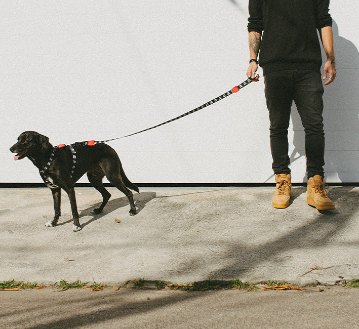 ZEE DOG SKULL 2.0 LEASH